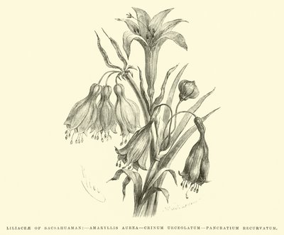 Liliacées de Sacsahuaman, Amaryllis aurea, Crinum urceolatum, Pancratium recurvatum - Edouard Riou